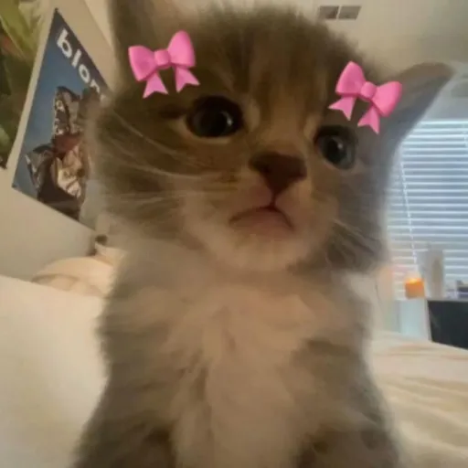 creator Coco_ismyPet❤️💕's avatar