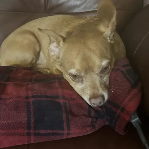 creator Doglover19's avatar
