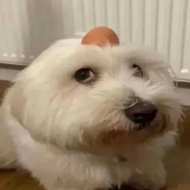 creator The evil dog.'s avatar