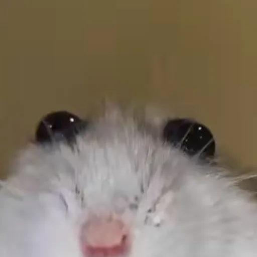 creator Sleepyhead<3's avatar
