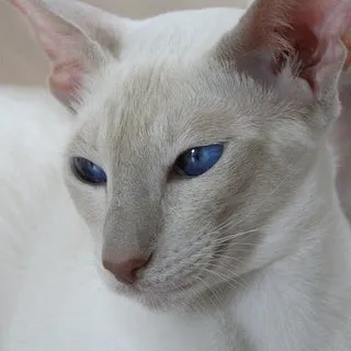 creator Aviayna's avatar