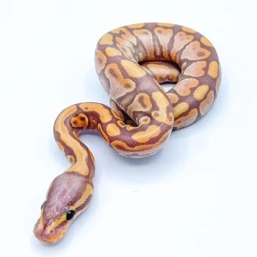 creator BALL PYTHONS <3's avatar