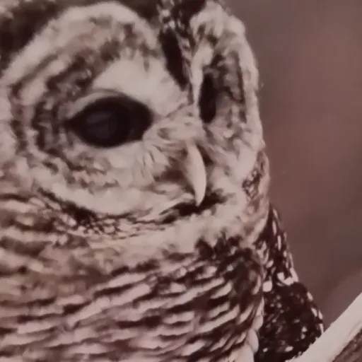 creator the owl of night~♡'s avatar