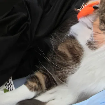 chat with ai character: Lilly