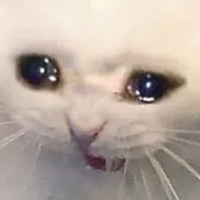creator Sad-Neko's avatar