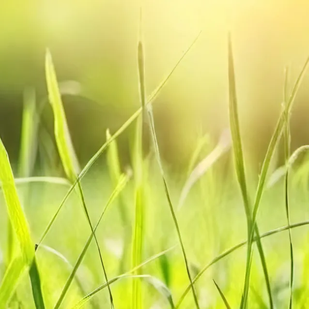 chat with ai character: touch grass💀