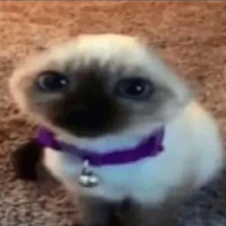 creator Frank_the_cat's avatar