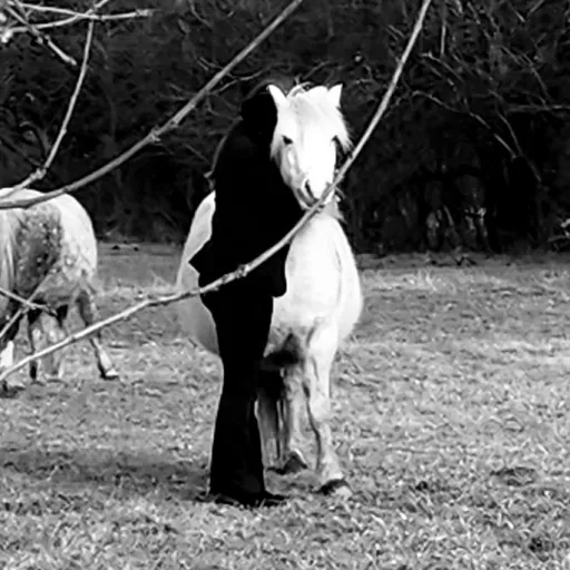 creator horses are life's avatar