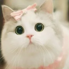 creator kawaii queen 2's avatar