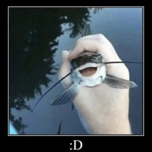 creator Fish enjoyer :D's avatar