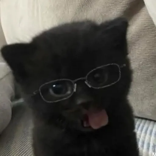 creator ๐ผK1tty3๐ผ's avatar