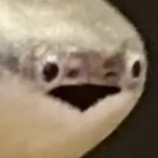 creator Salson's avatar