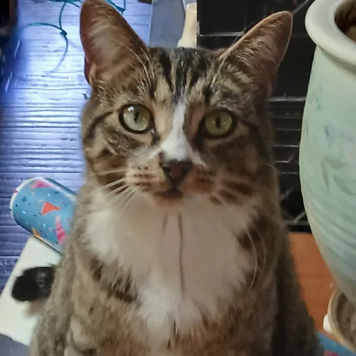 creator lost cat's avatar