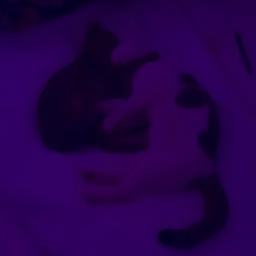 creator Fraser.'s avatar