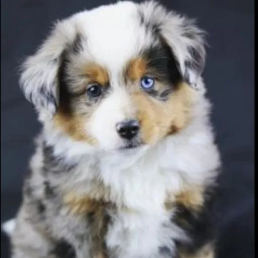 creator lily1325's avatar