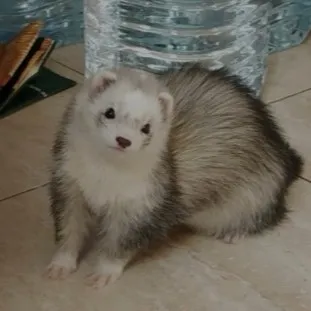 creator lulu76 🌸🌷's avatar