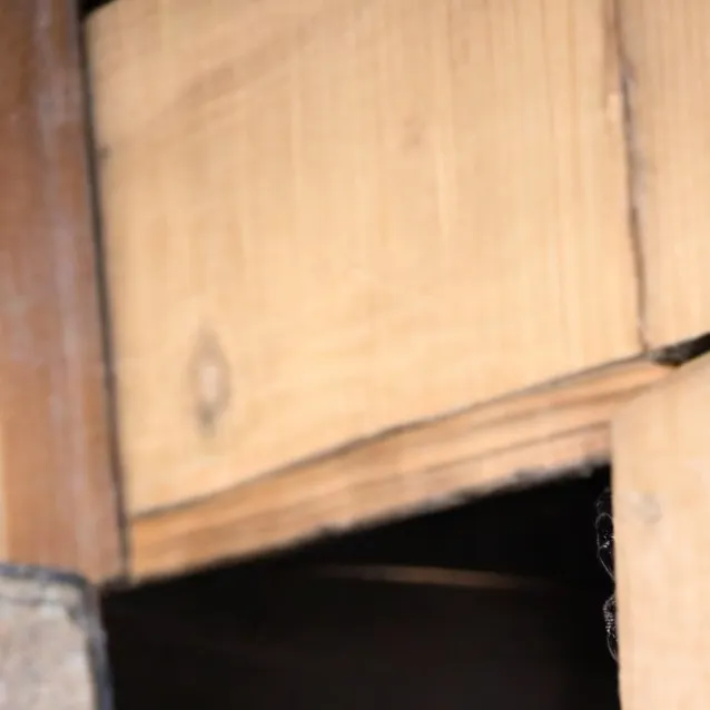 chat with ai character: Jellybeen