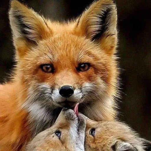 creator that_one_fox_lover's avatar