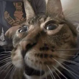 creator Jazzly-the-theiran's avatar