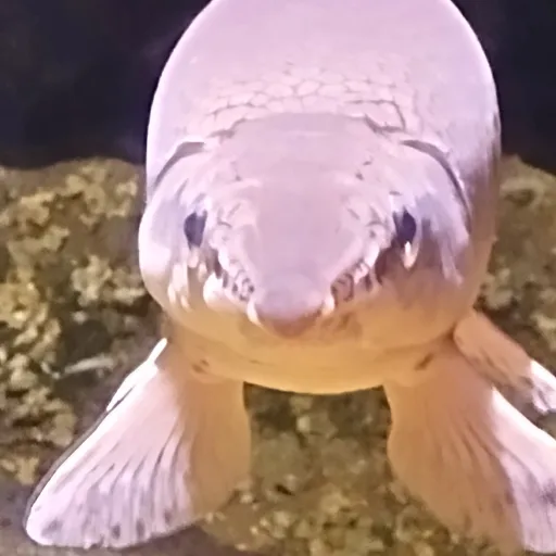creator ^~Sturgeonfish~^'s avatar