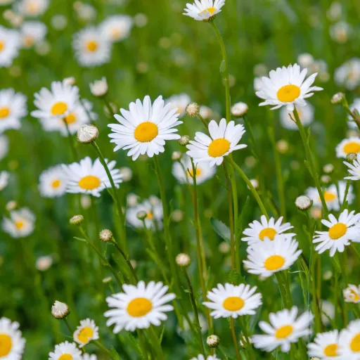 creator ~Daisiix~'s avatar