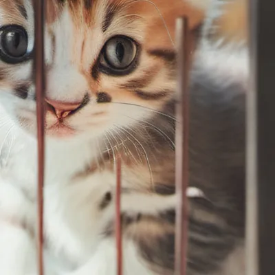 chat with ai character: Pet co