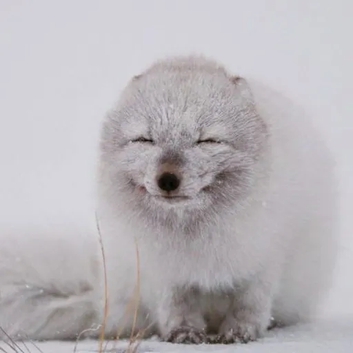 creator AcornTheFox's avatar