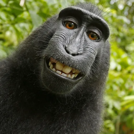 creator Monkey Rizzes's avatar