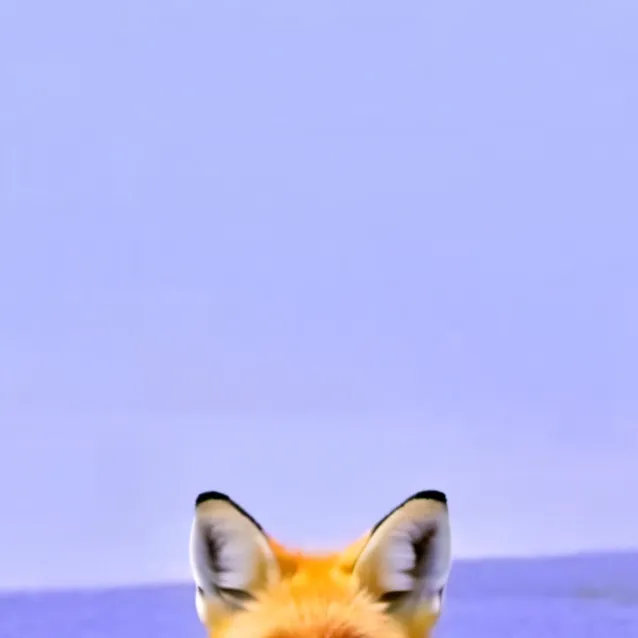 chat with ai character: fox
