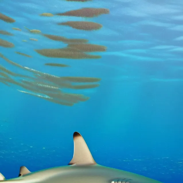chat with ai character: Black tip reef 