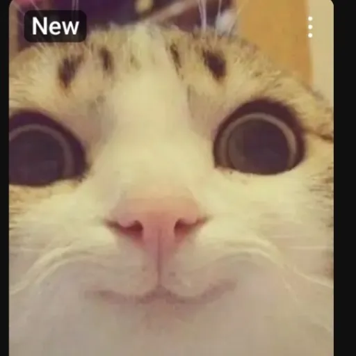 creator Cat thing's avatar