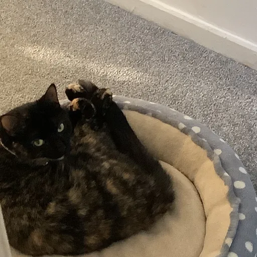 talkie's author avatar