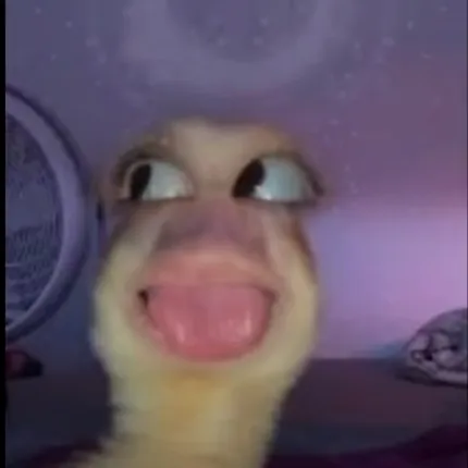 creator quan dingle duck's avatar