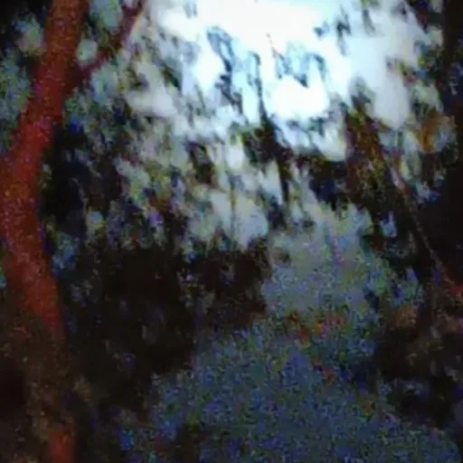 creator forest_fox🤭🤭🤭🤭🤭's avatar