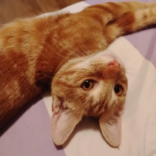 creator thecoolcat 💜💜💜💓's avatar
