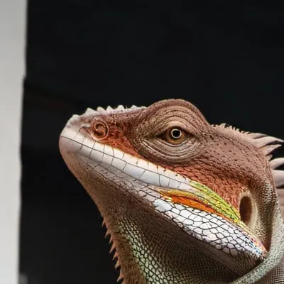 chat with ai character: Pet lizard