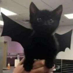 creator Black cat editor's avatar