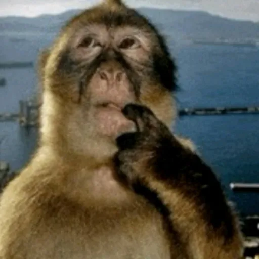 creator MonkeyThatPonders's avatar
