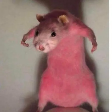 creator Lil_RAT4040's avatar
