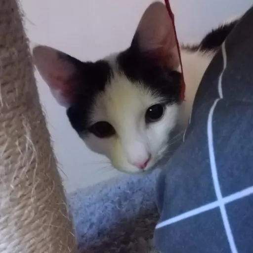 creator Kittylover10293's avatar