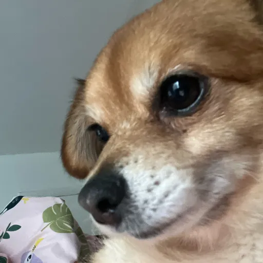 creator ,Rosie's avatar