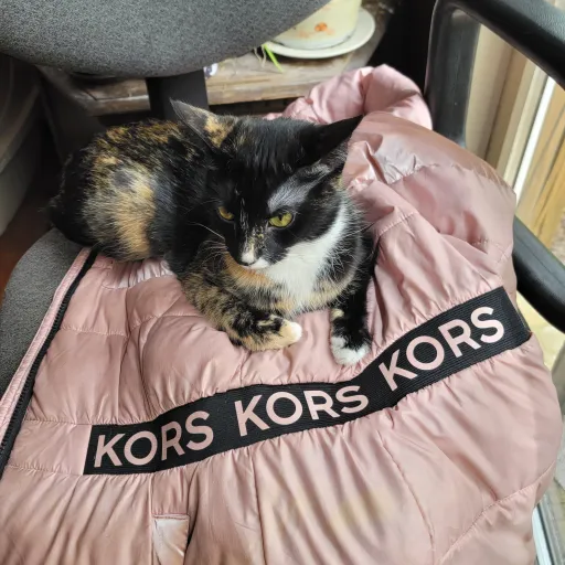 creator cattygurl's avatar