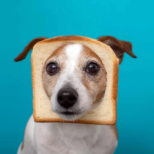 creator pure BREAD's avatar