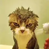 creator CAT MEOW MEOW 😻's avatar