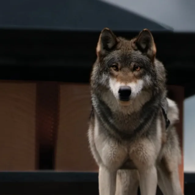 chat with ai character: wolves at park