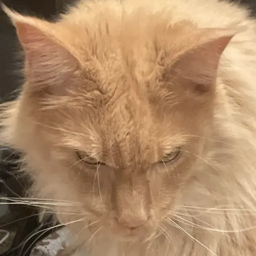 creator Leila Bodum's avatar