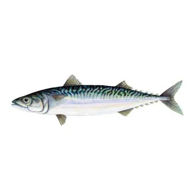 creator mackeral (fish)'s avatar