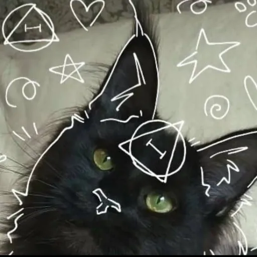 creator ╺⃝⃤Black_Cat ╺⃝⃤'s avatar