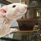 creator the muffin rat's avatar