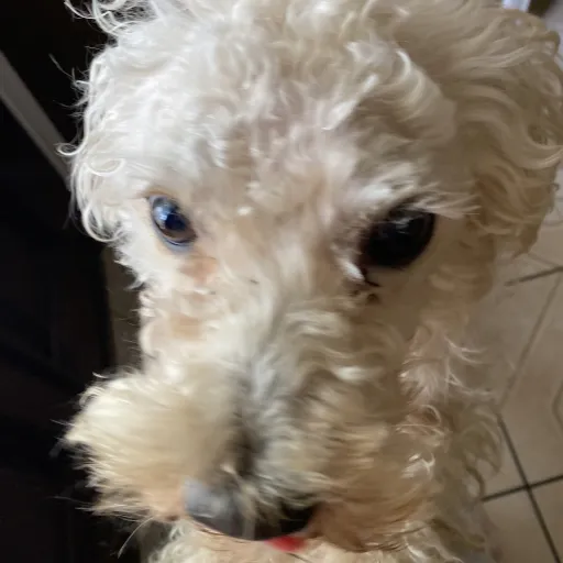 creator Dog lover 63's avatar